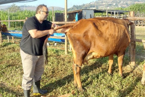 Programa de Melhoramento Genético do rebanho leiteiro é relançado