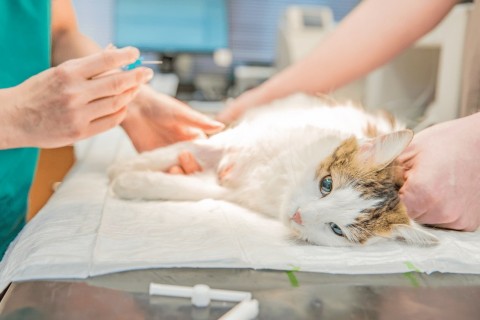 Seguem inscrições para castração de cães e gatos