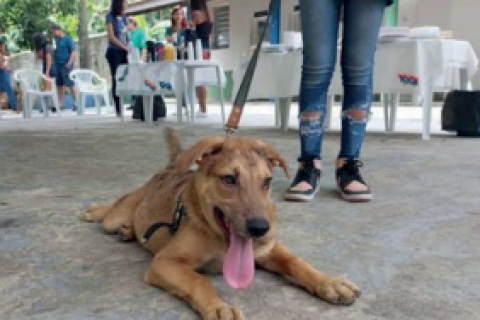 Cepatas abre inscrições para castração de cães e gatos